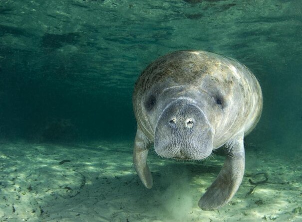 3 Hour Small Group All Inclusive Manatee Swim With Free Photo Package !