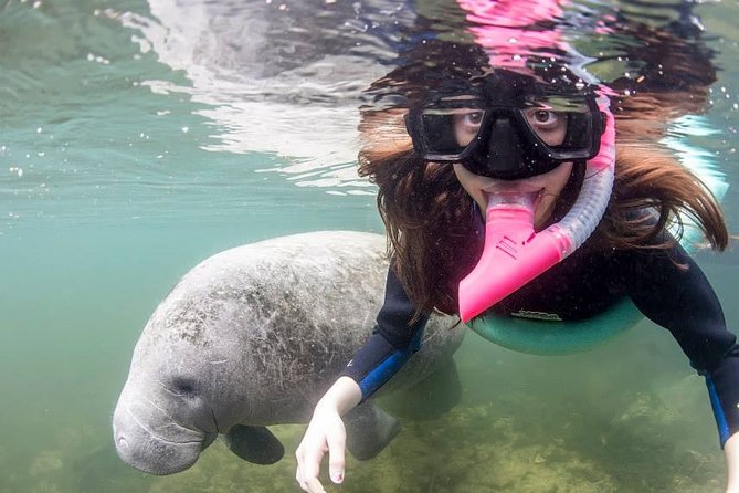 3 Hour Swim With Manatees in Florida