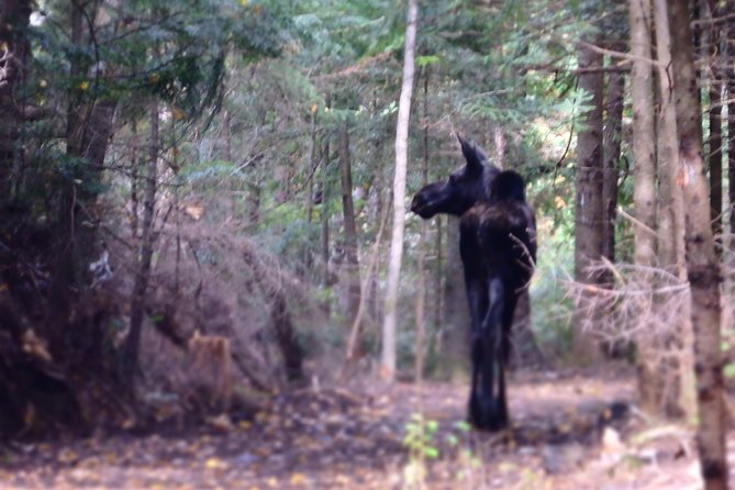 4-Day Canadian Camping Road Trip ("Moose On The Loose") - Highlights of Algonquin Park