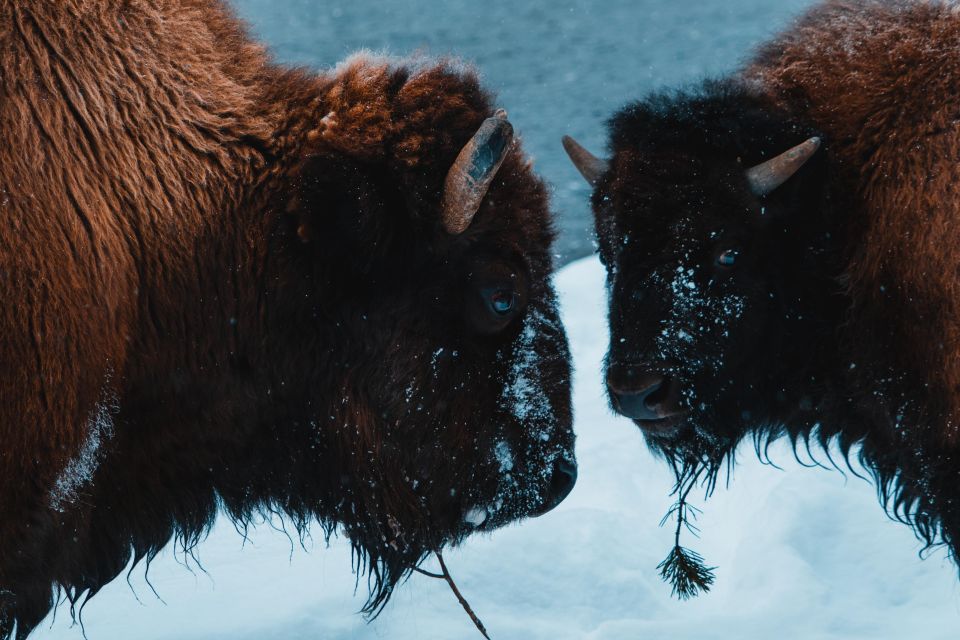 5-Day Winter Yellowstone Wildlife Tour - Tour Highlights