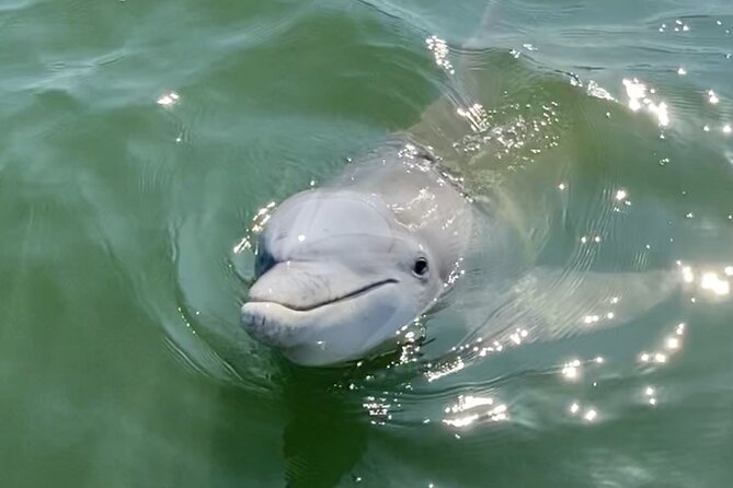 90-Minute Private Dolphin Tour in Hilton Head Island - Tour Overview