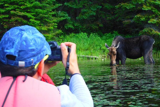 Algonquin Park Luxury 3-Day Camping & Canoeing: Moose/Beaver/Turtle Adventure - Experience Highlights