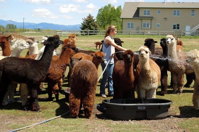 Alpaca and Llama Farm Tour - Tour Overview