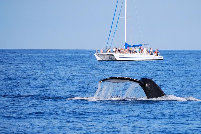 Big Island Kohala Coast Morning Whale Watch Cruise  - Big Island of Hawaii - Activity Overview