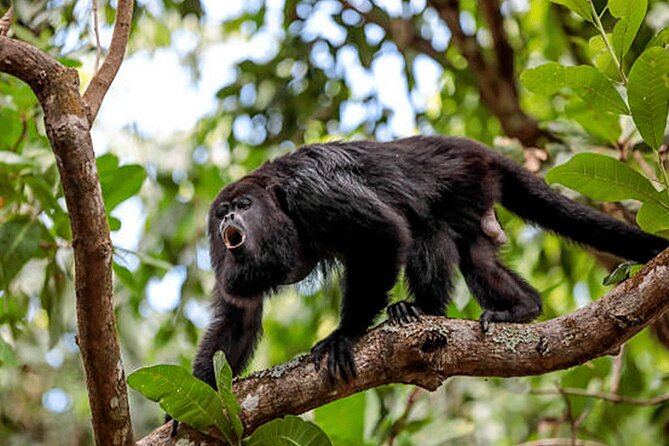 Bijagua De Upala 1-Hour Sloth-Spotting Rainforest Walking Tour  – La Fortuna