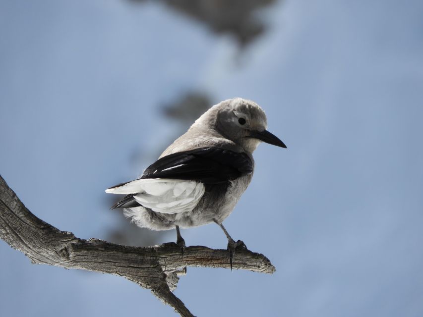 Birding Hike and Hot Spring Soak From Denver - Activity Details