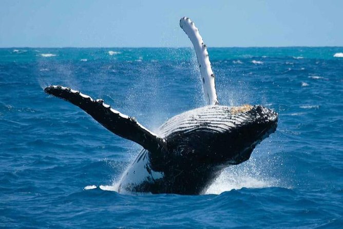Bora Bora Whale Watching - Booking Information