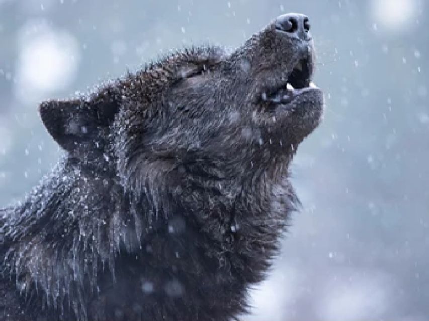 Bozeman: Yellowstone Wolves and Winter 4Day/3Night Adventure - Activity Details