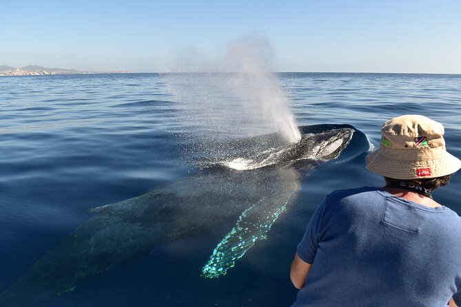 Cabo San Lucas Whale Watching Tour With Photos Included