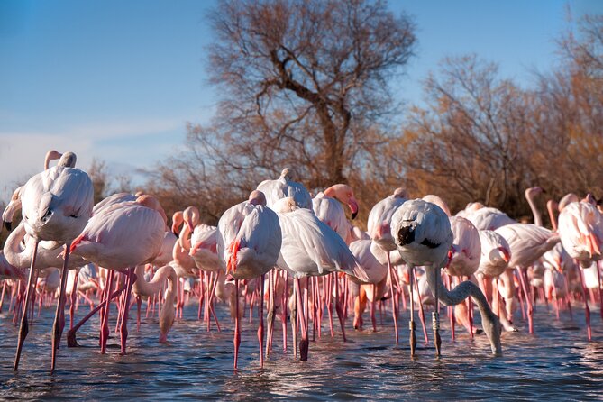 Camargue Small-Group Day Trip From Avignon - Tour Details