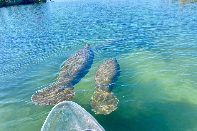 Clear Kayak Tour of Crystal River - Wildlife Encounters