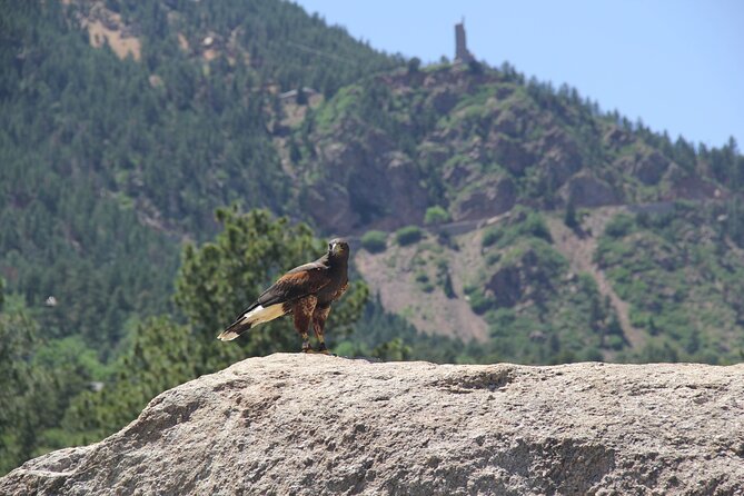 Colorado Springs Hands-On Falconry Class and Demonstration - Meeting and End Points