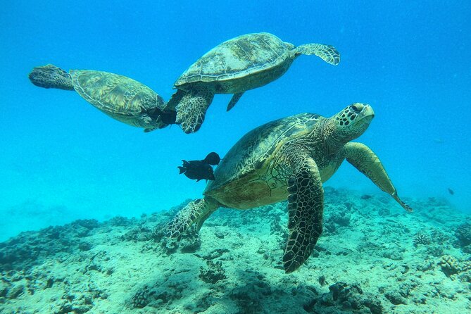 DISCOVER Scuba Diving Experience in Honolulu