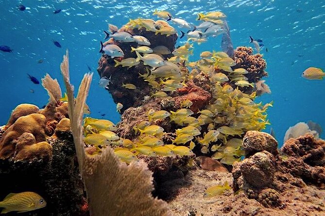 Discover Scuba Diving in Cozumel Paradise Reef - Booking Details