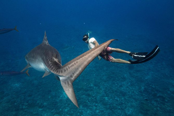 Dive With the Sharks, Moorea and Tahiti - Tour Highlights