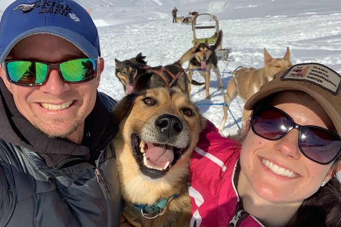 Dog Sledding Adventure in Willow, Alaska - Experience Overview