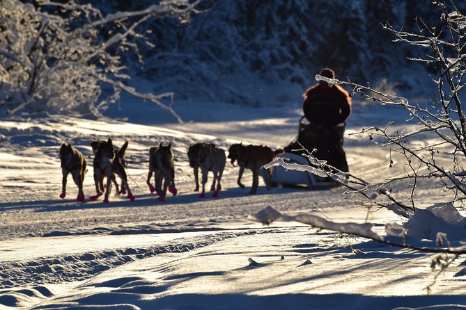 Dog Sledding and Mushing Experience in North Pole - Dog Sledding Experience