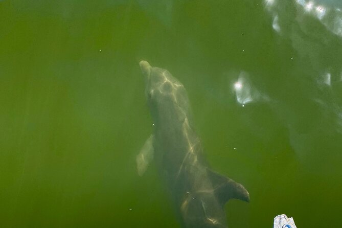 Dolphin and Manatee Boat Tour in 10,000 Islands NWR - Inclusions