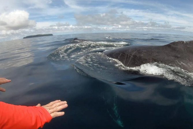 Dolphin and Whale Watching Tour in Drake Bay as Seen on National Geographic - Tour Highlights