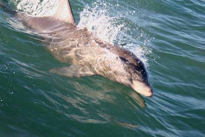 Eco and Dolphin Watch Tour of South Padre Island - Inclusions and Amenities