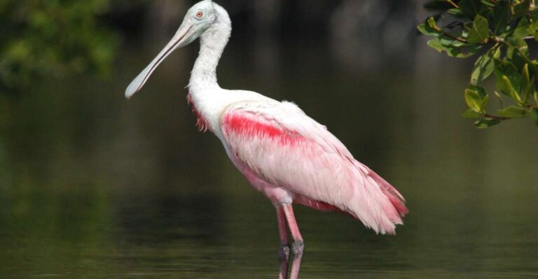 Everglades National Park: Private 2.5-Hour Photo Safari