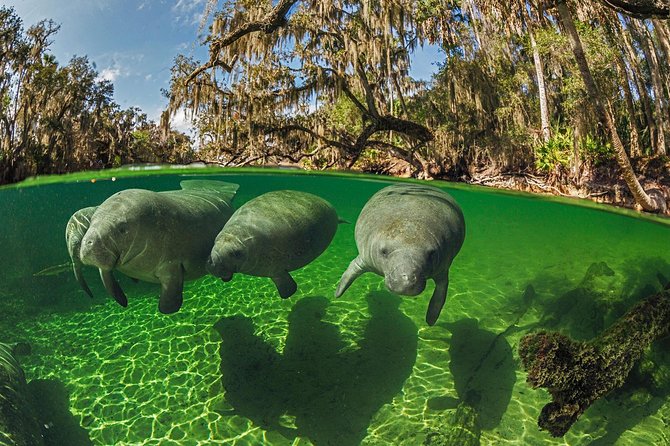 Exclusive Small Group VIP Heated Manatee Snorkel Tour - Booking Information