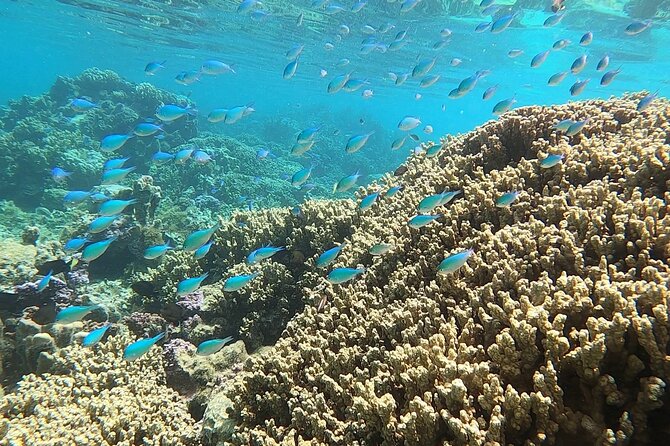 First Dive in the Beautiful and Quiet Maraa Lagoon (Paea – Tahiti)