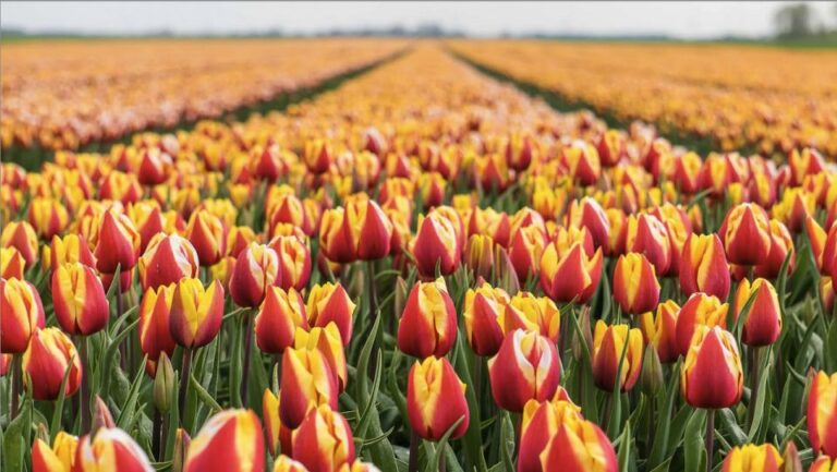 From Amsterdam: Keukenhof and Tulip Fields Transfer BUS ONLY