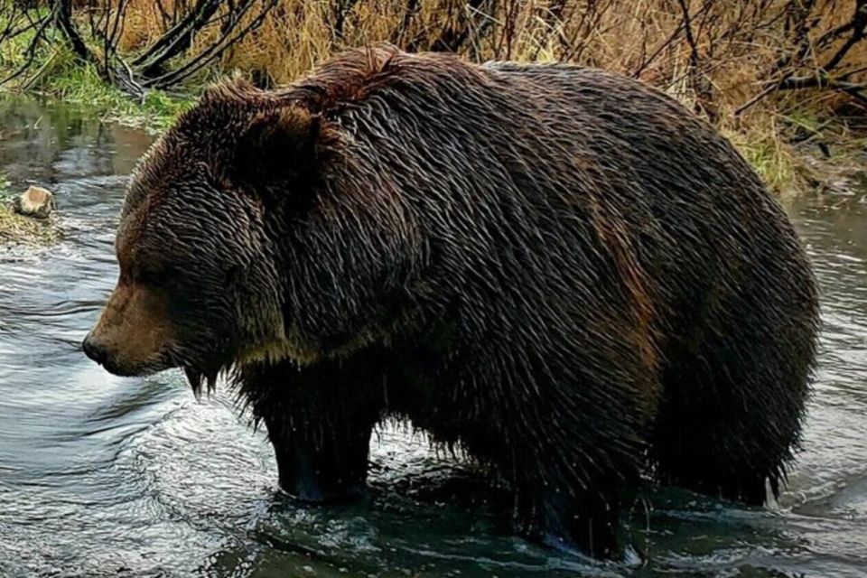 From Anchorage: Wilderness, Wildlife, & Glacier Experience - Adventure Begins at Denaina Convention Center