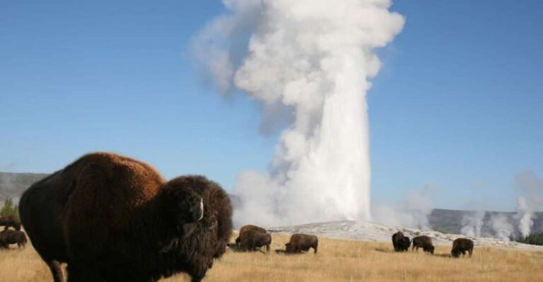 From Cody: Full-Day Yellowstone National Park Tour