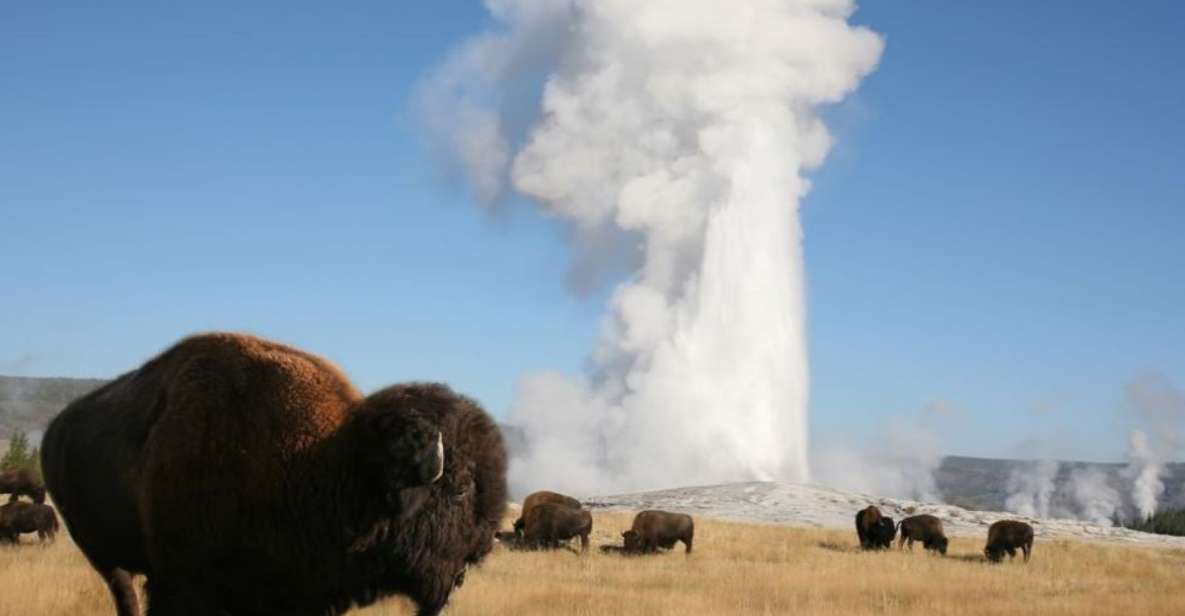 From Cody: Full-Day Yellowstone National Park Tour - Tour Overview