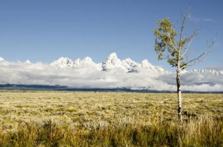 From Jackson: Grand Teton Wildlife & Scenery Tour With Lunch