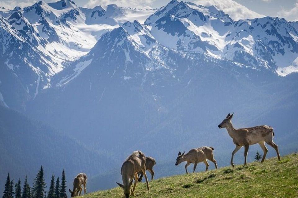 From Seattle: Olympic National Park Full Day Tour - Activity Details