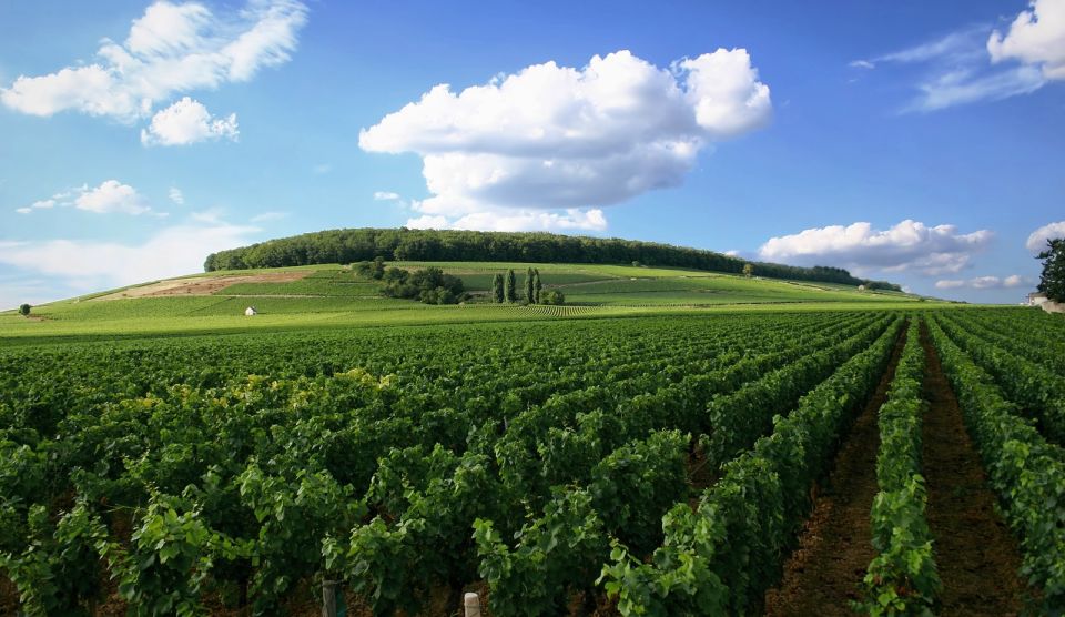 From Washington, DC: Virginia Wine Country Private Day-Trip - Booking Details for the Day-Trip