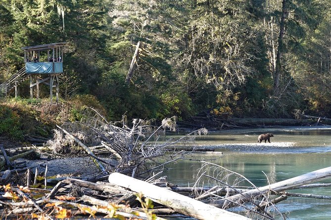 Full Day Grizzly Bear Tour to Bute Inlet - Booking Information