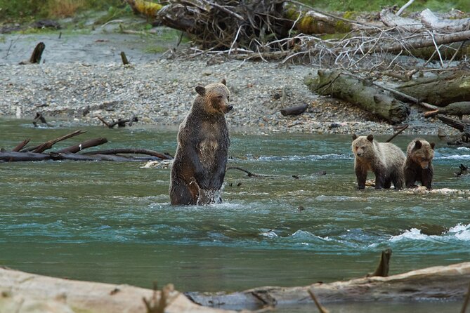 Full Day Grizzly Bear Tour to Toba Inlet - Tour Details