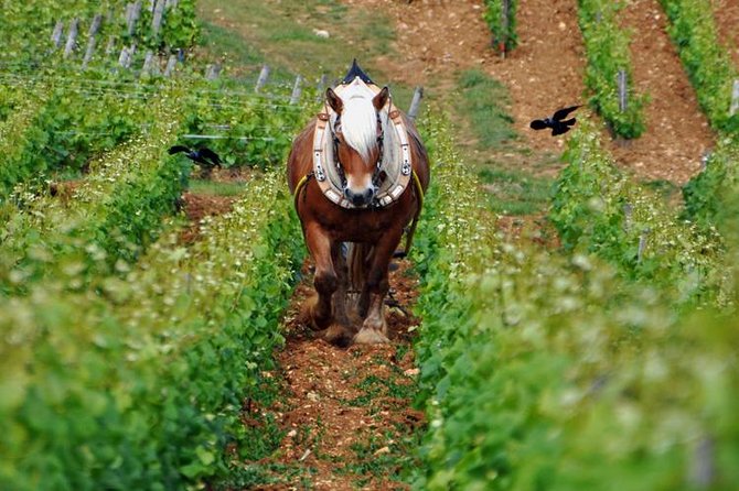 Full-Day Private Tour, 6 Premiers & Grands Crus, The Best of Burgundy - Tour Itinerary and Highlights