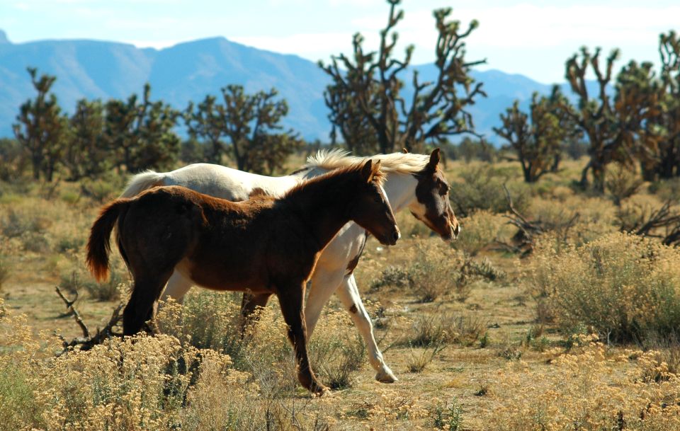 Grand Canyon West & Hoover Dam Combo Tour - Tour Details