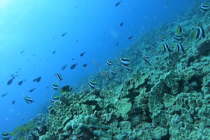 Guided Snorkel Tour for Beginners in Honolulu