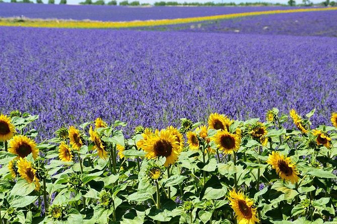 Half-Day Excursion to the Lavender Fields From Avignon - Meeting Point and Activity Details