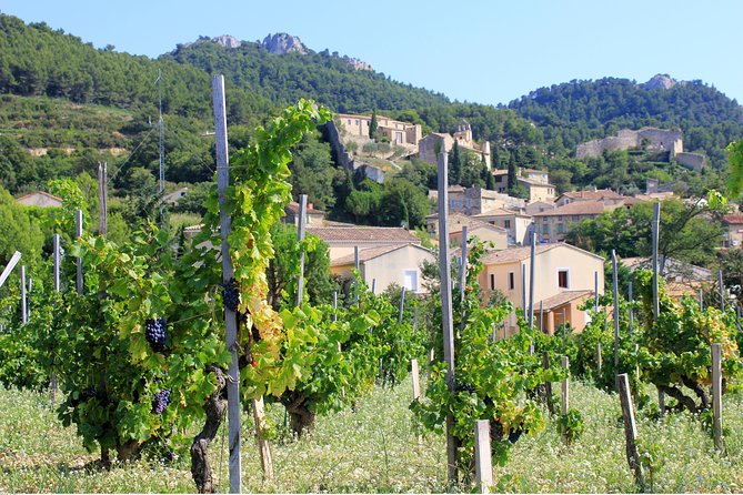 Half Day Great Vineyard Tour From Avignon - Tour Highlights