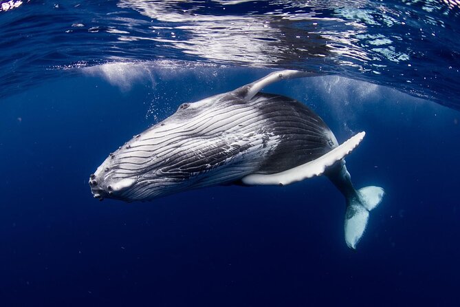 Half-Day Private Excursion: Marine Wildlife Observation and Whale Watching