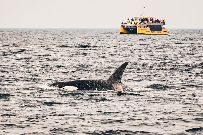 Half-Day Whale Watching Adventure From Victoria - Vessel and Crew Details