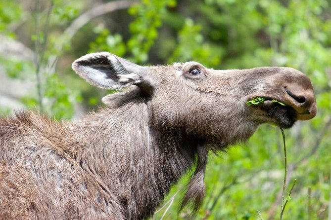 Half-Day Wildlife Safari Tour in Grand Teton National Park - Cancellation Policy Details