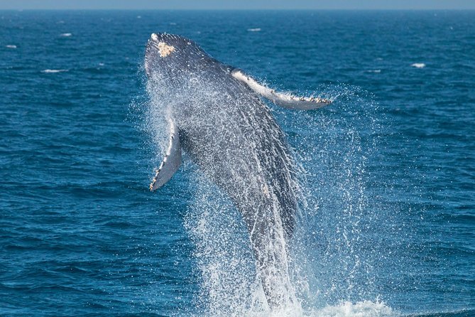 High Speed Zodiac Whale Watching Safari From Dana Point - Tour Highlights
