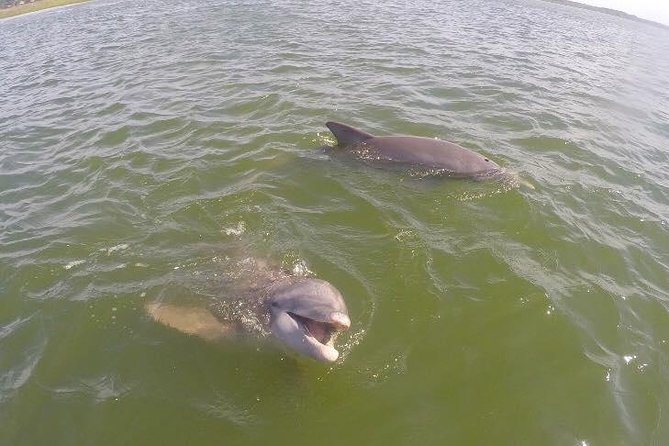 Hilton Head Dolphin Tour With Stop at Disappearing Island