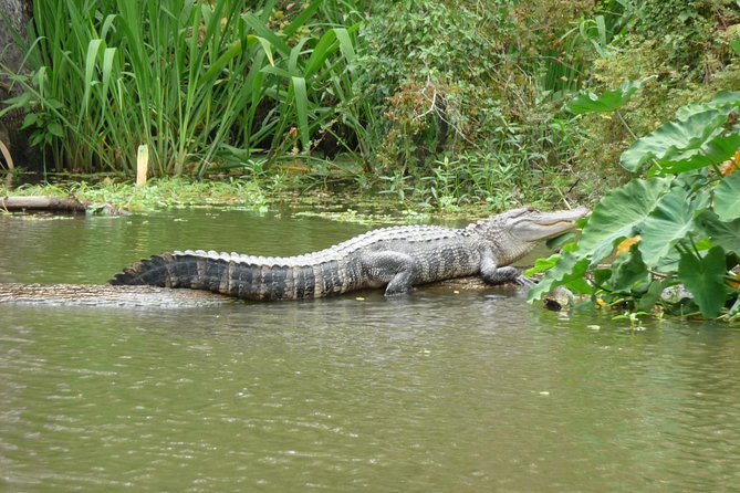 Honey Island Swamp Boat Tour