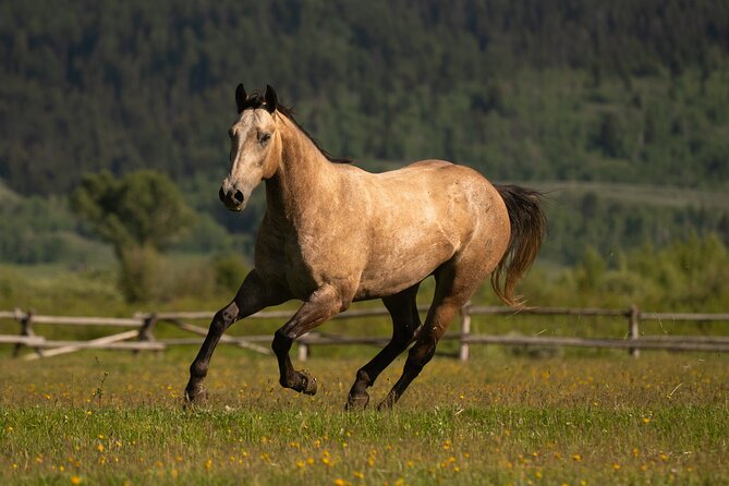 Jackson Hole Horseback Riding in the Bridger-Teton National Forest - Tour Details and Inclusions