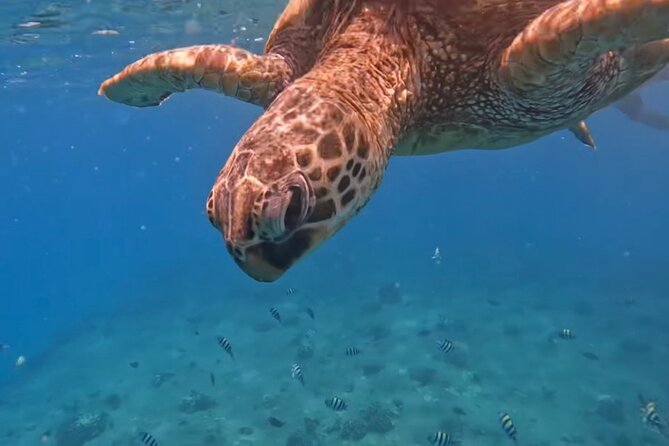 Jet Snorkeling in Turtle, Dolphin and Monk Seal Bay - Tour Highlights