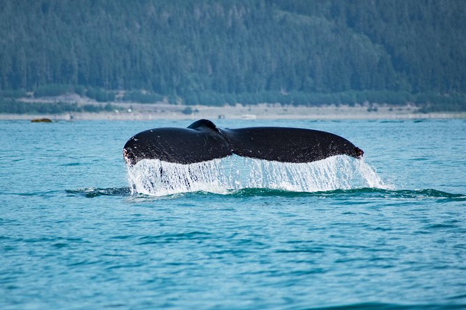 Juneaus Premier Whale Watching